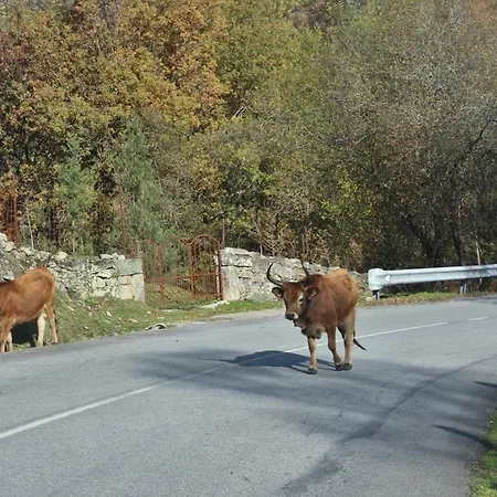 Hébergement de vacances Casinha Da Raposeira