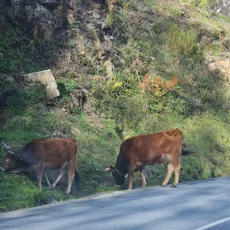 Hébergement de vacances Casinha Da Raposeira Soajo