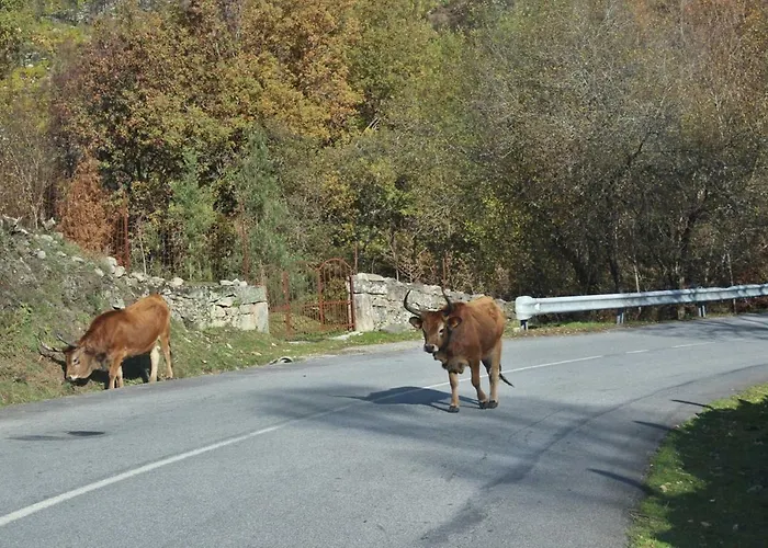 Hébergement de vacances Casinha Da Raposeira
