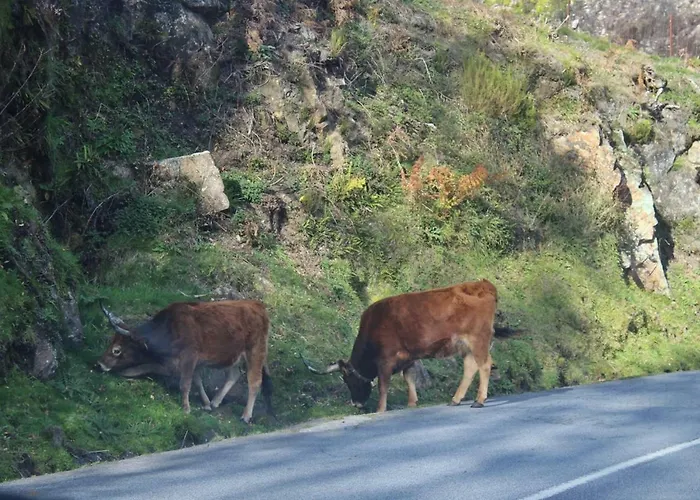 Nyaraló Casinha Da Raposeira Soajo